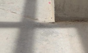 Cats Calmly Interact With Fledgling Bird in Backyard