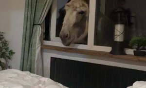 Donkey Peaks in to Say Goodnight