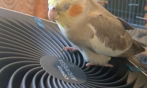 Relaxing Breeze Soothes Cockatiel in a Hot Summer Day