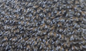 First Honey Bee Swarm of the Year at Gordon Park