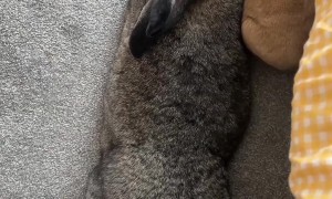 Bunny Loves to Cuddle His Giant Wife