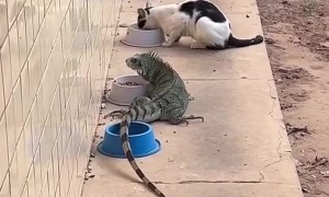 Iguana Joins in on Cat Feeding Time