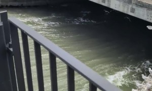 Seagulls Using Wind Tunnel for Leisure