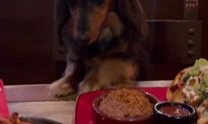 Dachshund on a Dinner Date