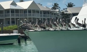 The Pelican Cruise Line