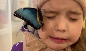 Butterfly Crawls on Kiddos Face