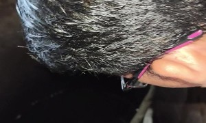 Rescuing a Goat That Fell in a Well