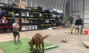 Three-Year-Old Baseball Star Hits a Line Drive to Dad's Chest