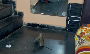 Two Rats Fight In Delhi Home