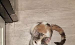 Sassy Begs for Kool-Aid