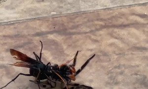 Wasp vs Spider