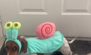 Dachshund Wears Gary the Snail Costume