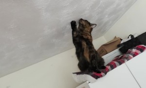 Cats Hunting a Fly