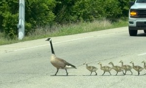 Baby Geese Cross the Road Between Mom and Dad