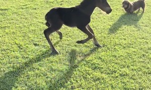 Foal Galloping Trips and Pretends Nothing Happened