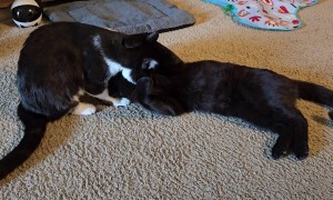 Two Stray Cats Getting Adopted