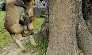 Malinois Double Trouble