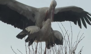 Stork Love