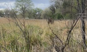 Bear Runs at Turkey Hunters