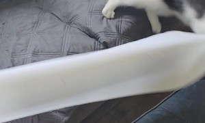 Deaf and Blind Kitten Needs His Emotional Support Paper Towel