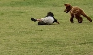 Kid Gets Jumped on by a Poodle