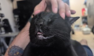 Void Cat In Head Scratch Heaven