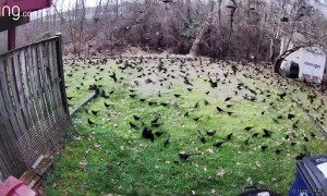 Huge Bird Flock in Backyard