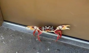 This Crab REALLY Needed to Get in That Bathroom