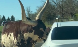 Feeding a Giant-Horned Bull at Virginia Safari Park