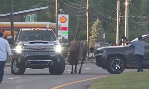 Horse Loose on the Parkway in the Great Smoky Mountains