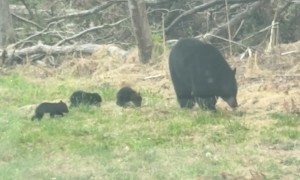 Tiny Bear Cubs Cross Street With Mom