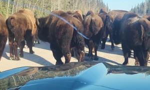 Bison Herd Hogging the Road
