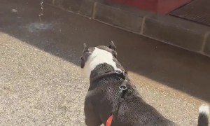 The Gardener Waits For His Favorite Neighbor Everyday