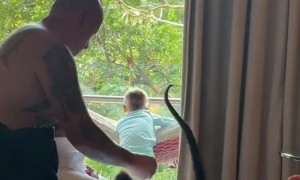 Wild Monkey in Hotel Room