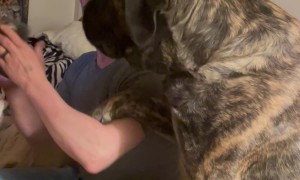 Giant Dog Gently Demands Attention