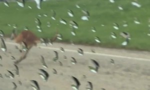 Runaway Kangaroo Greets Coffee Truck