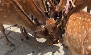 Woman Stops Hungry Deer From Eating Plastic