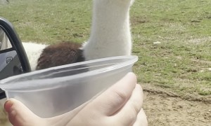 Llamas Think He's Too Good For Their Snacks