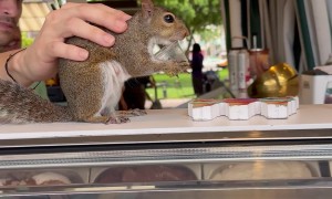 Squirrel in Miami Eating at an Ice Cream Shop