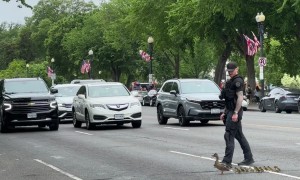 DC Police Officer Helps Duck Family Cross the Road
