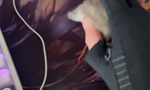 Hamster Gaming Mouse