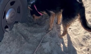 Dog Tries To Rebury Sandy Tires And Extend Beach Day