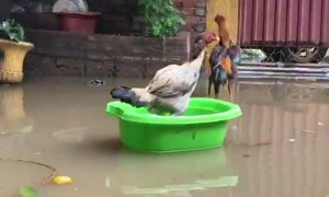 No Space on the Raft for Rooster