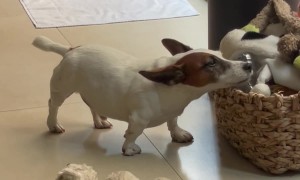 Miniature Jack Russell Creatively Scratches an Itch