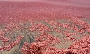 Pink Waves As Shrimp And Krill Wash Ashore