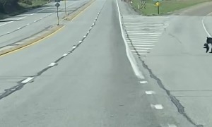McAdoo Black Bear Crosses Road With Four Cubs