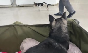 Tiptoeing Dog