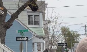 Albany Bear Falls Into Net