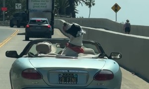Massive Great Dane Catches the Ocean Breeze in a Vintage Jaguar