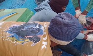 Team Untangle Dolphin's Fin From Fishing Wire